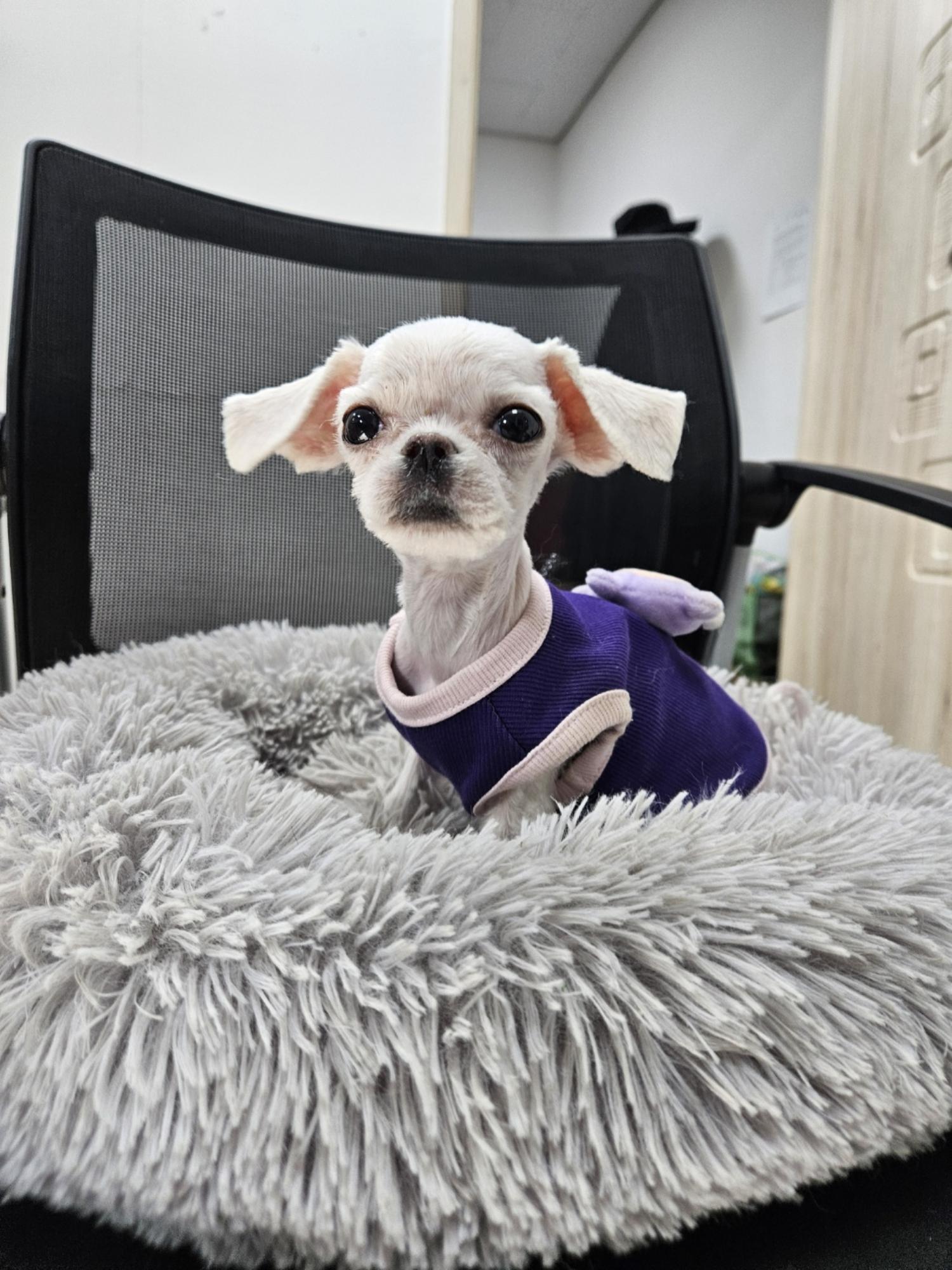 반려동물보호센터_443571202500002